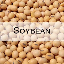 Soybean CRM sample with Moisture, Protein, Fat (oil) content