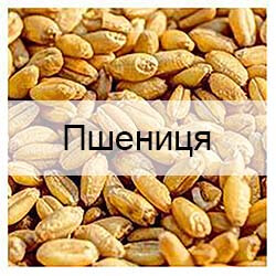 Стандартні зразки зерна пшениці з відомими показниками якості